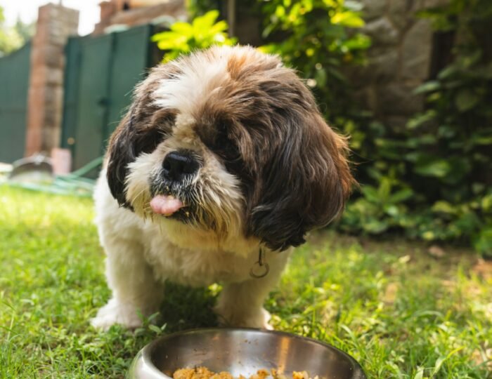 Happy small and large breed dogs eating the best dog food by breed size from bowls