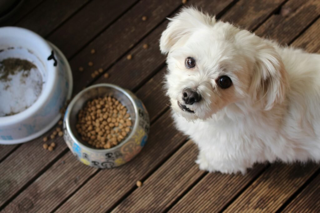 Small breed dog eating healthy kibble for small dogs