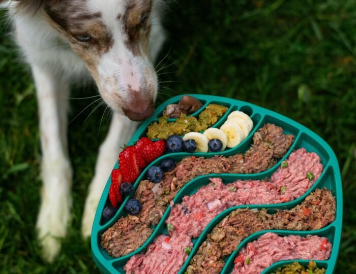 Dog sitting beside a bowl of natural dog food ingredients like chicken, sweet potato, and vegetables