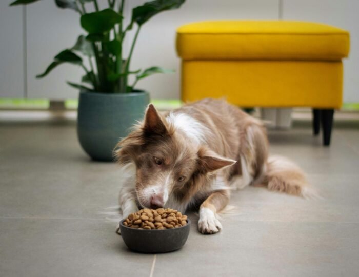 Happy dog next to special diet food bowl for dogs with allergies and sensitive stomach