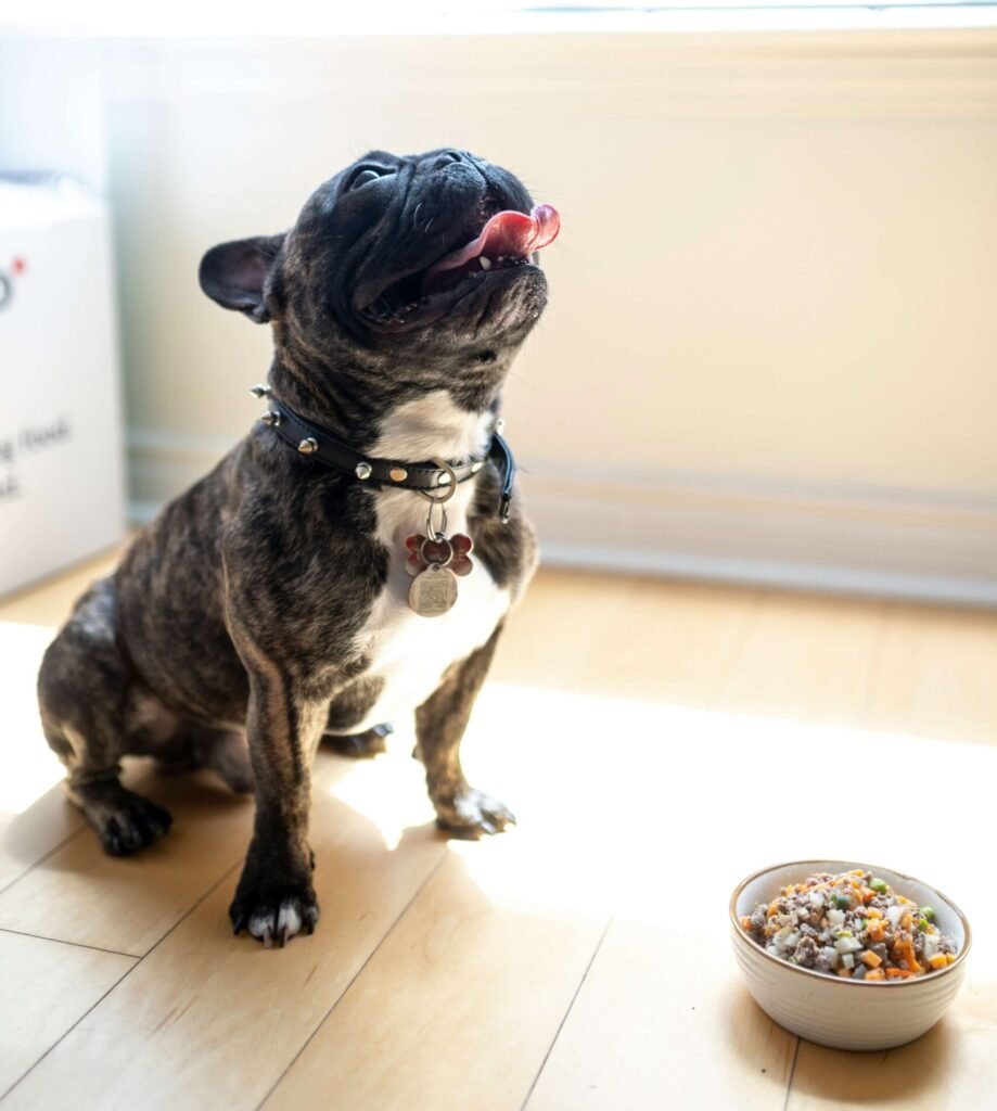 A happy dog eating from a clean bowl while sitting beside their owner in the kitchen.