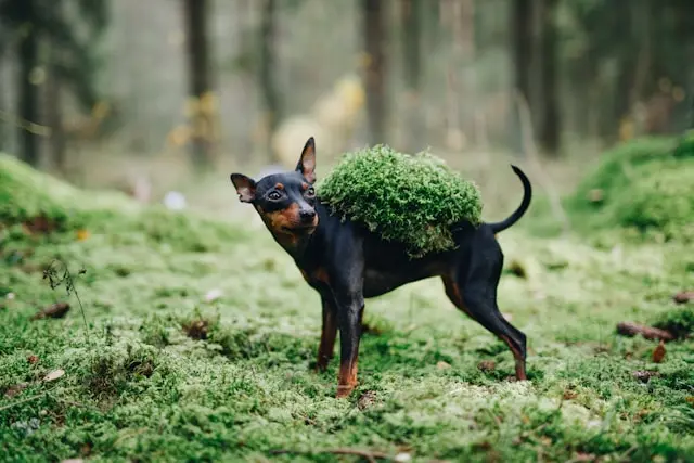 Dog-safe herbs like parsley, basil, and cilantro – antioxidants and breath fresheners