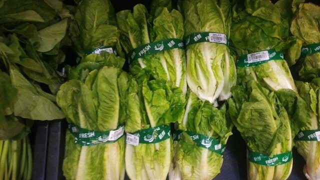 Lettuce for dogs