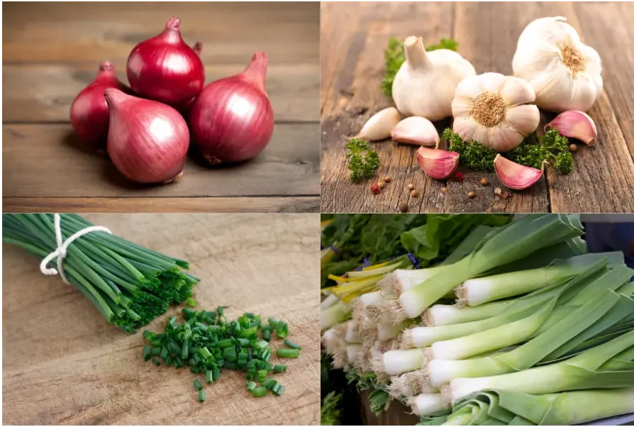 Onions, garlic, leeks and chives – toxic vegetables for dogs that can damage red blood cells
