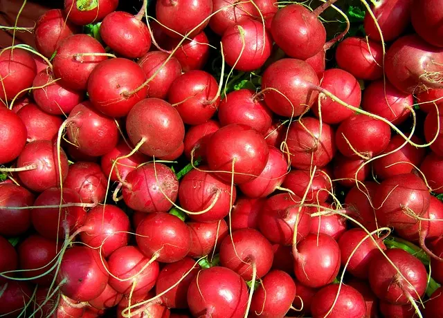 Radishes for dogs – crunchy, low-calorie vegetable snack