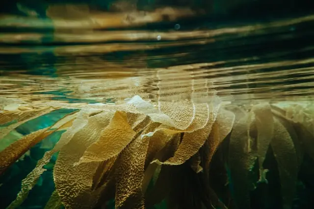 Seaweed and kelp for dogs – natural source of iodine and essential minerals