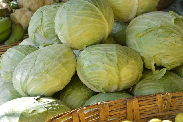 Cabbage for dogs – immune-boosting leafy vegetable (small portions recommended)