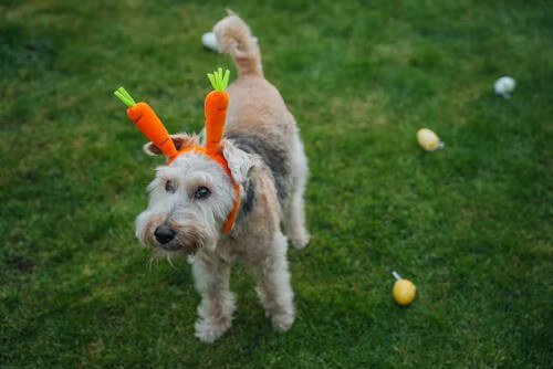 Fresh carrots for dogs – crunchy, low-calorie vegetable that supports dental health