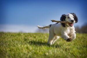 Fit dog jogging with woman in park showing healthy weight loss lifestyle