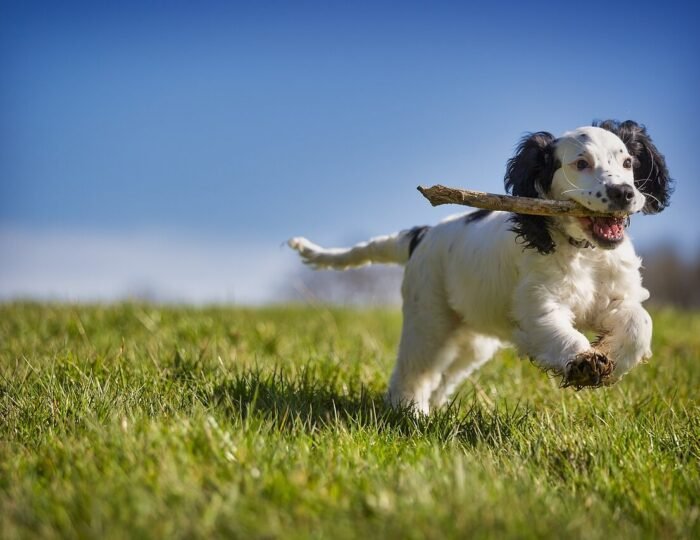 Fit dog jogging with woman in park showing healthy weight loss lifestyle