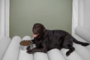 A happy dog sitting beside a food bowl with a measuring cup, illustrating a vet-backed guide on how much to feed a dog daily.
