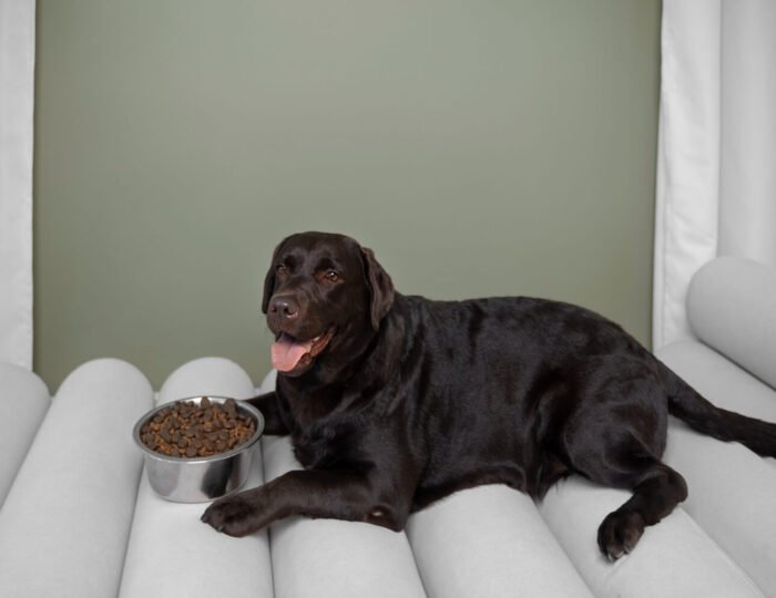 A happy dog sitting beside a food bowl with a measuring cup, illustrating a vet-backed guide on how much to feed a dog daily.