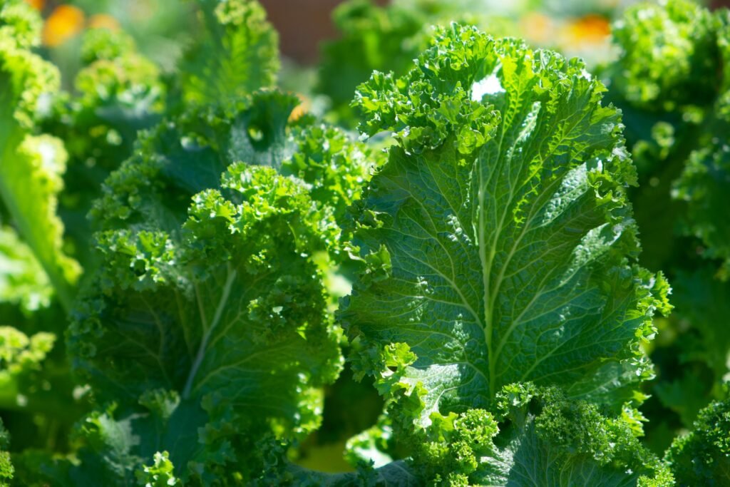 kale for dogs