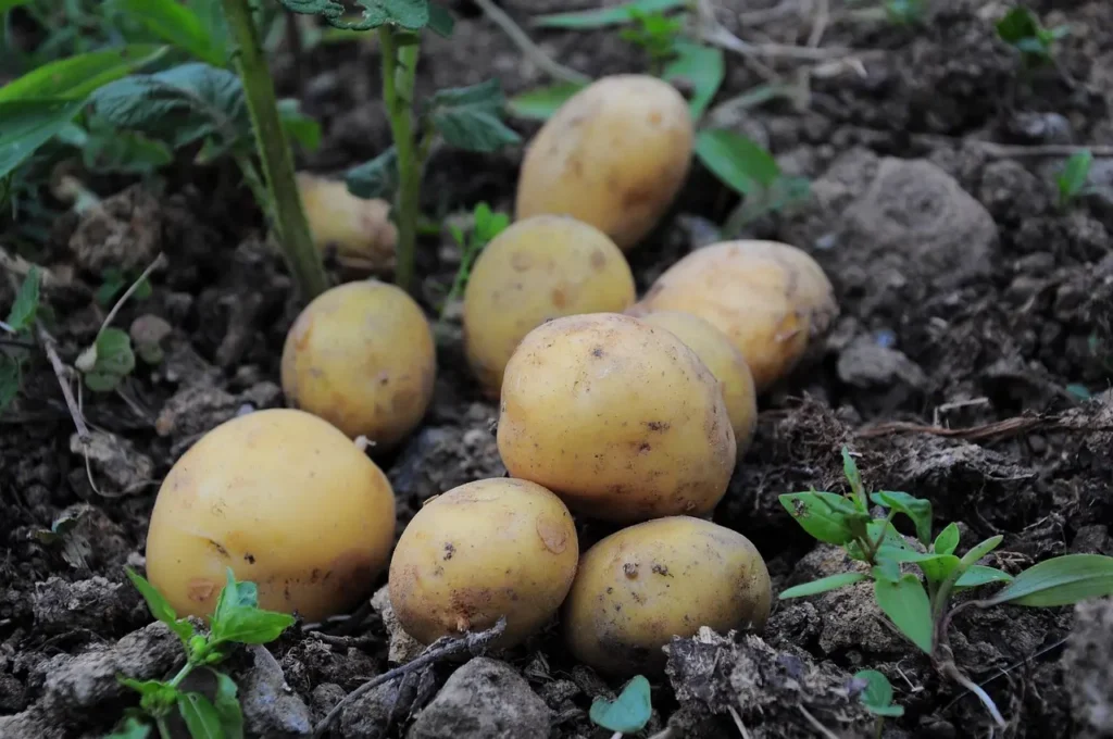 Raw potato skins, green potatoes and potato plants contain solanine and are toxic for dogs