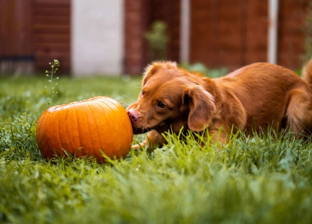 Pumpkin for dogs – a digestion-friendly vegetable that helps with diarrhea relief