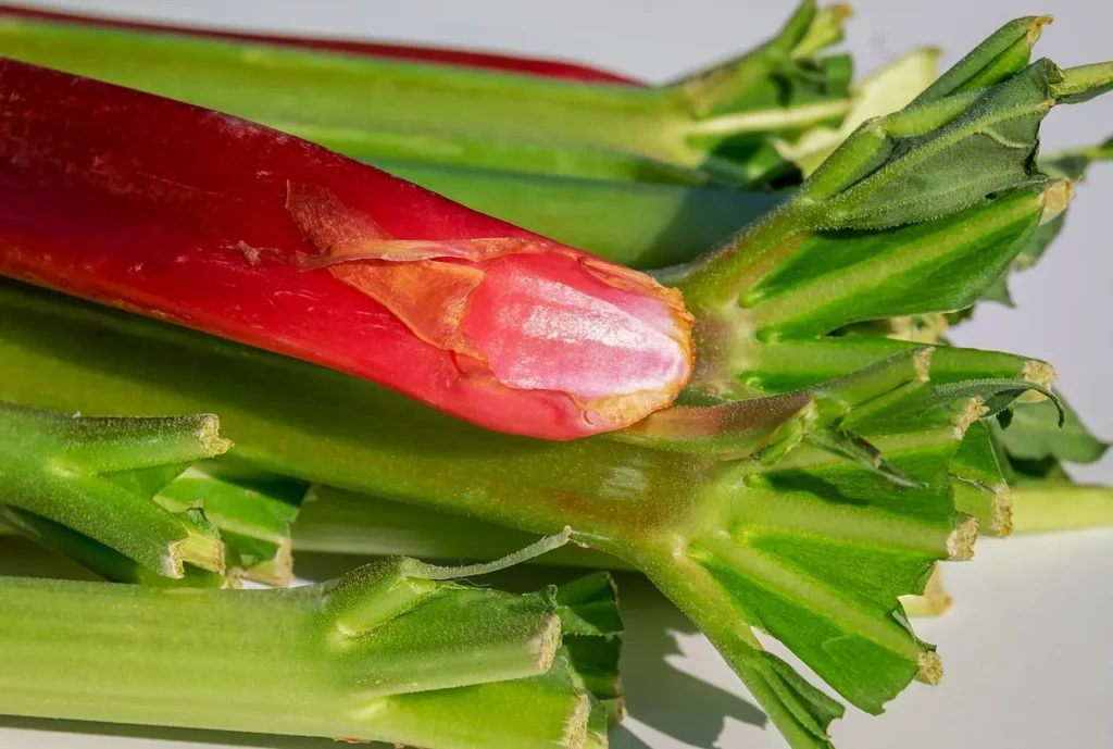 rhubarb toxic for dogs