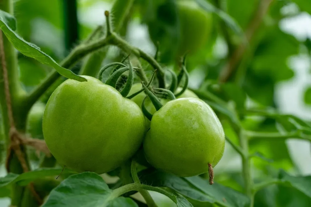 Unripe tomatoes and tomato plants are unsafe for dogs due to solanine toxicity