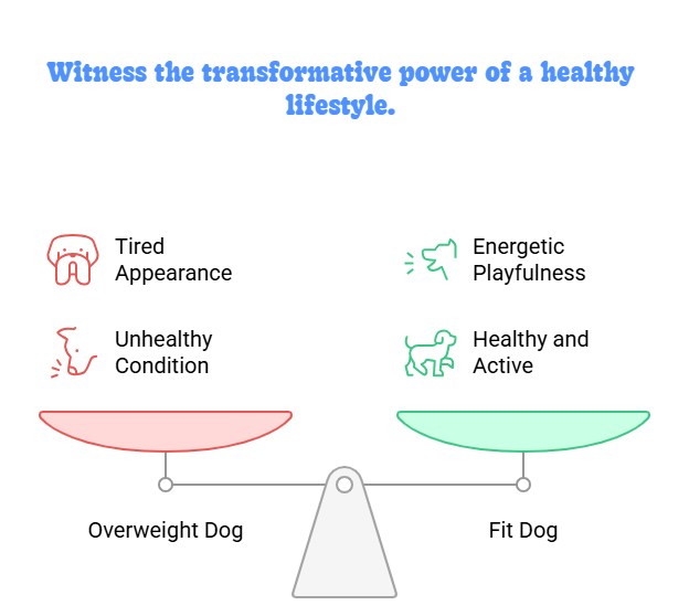 Dog weight loss transformation – before and after healthy diet and exercise How Do Dogs Lose Weight?