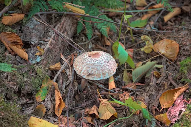 wild mushrooms toxic for dogs